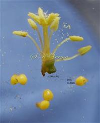  Stamens and Disc glands